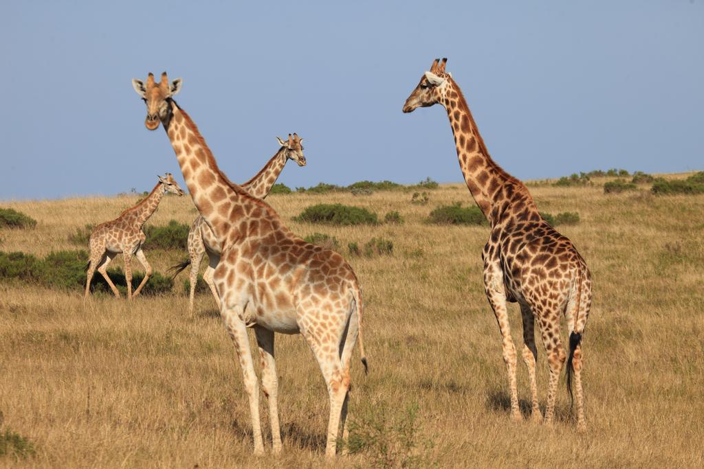 Botlierskop Bush Villas Sandhoogte Exteriér fotografie