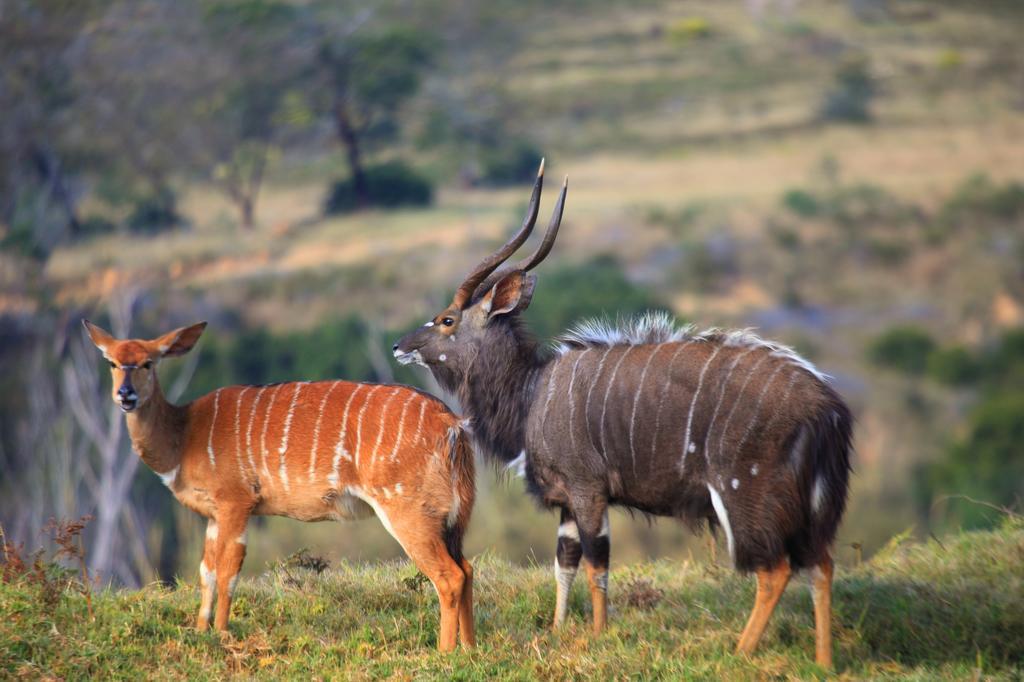 Botlierskop Bush Villas Sandhoogte Exteriér fotografie