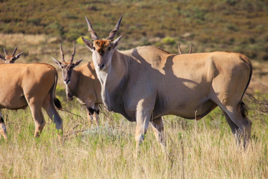 Botlierskop Bush Villas Sandhoogte Exteriér fotografie